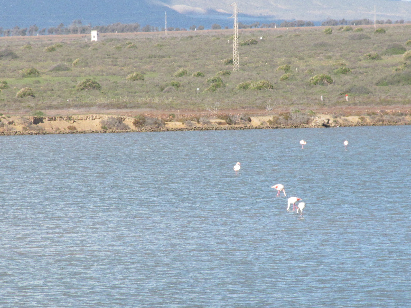6 flamingo