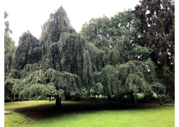 コロナ禍の贈り物：ドイツの森からコンサートをライブ配信（収録済、いつでも再生可！）