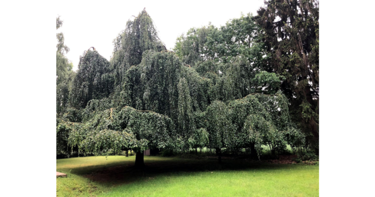 コロナ禍の贈り物：ドイツの森からコンサートをライブ配信（収録済、いつでも再生可！）